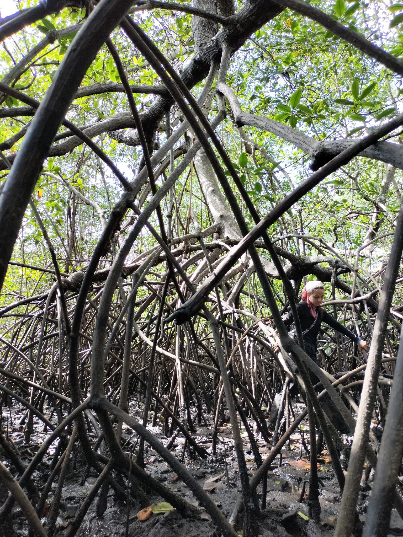 Day 4 - Mangrove and Piangua Route